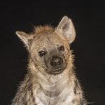 Spotted Hyena portrait on our Ethiopia wildlife photography tour (image by Mark Beaman)