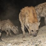 Spotted Hyenas sniff the ground, scenting their last feast from the Hyena Men of Harar (image by Mark Beaman)