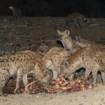 The dominant Spotted Hyenas at Harar get first pick, while the subservient ones look on like waiting ghouls (image by Mark Beaman)