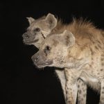 Spotted Hyenas waiting for their opportunity (image by Mark Beaman)