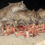 Spotted Hyenas enjoying the feast put out for them by the 'Hyena Men' of Harar (image by Mark Beaman)