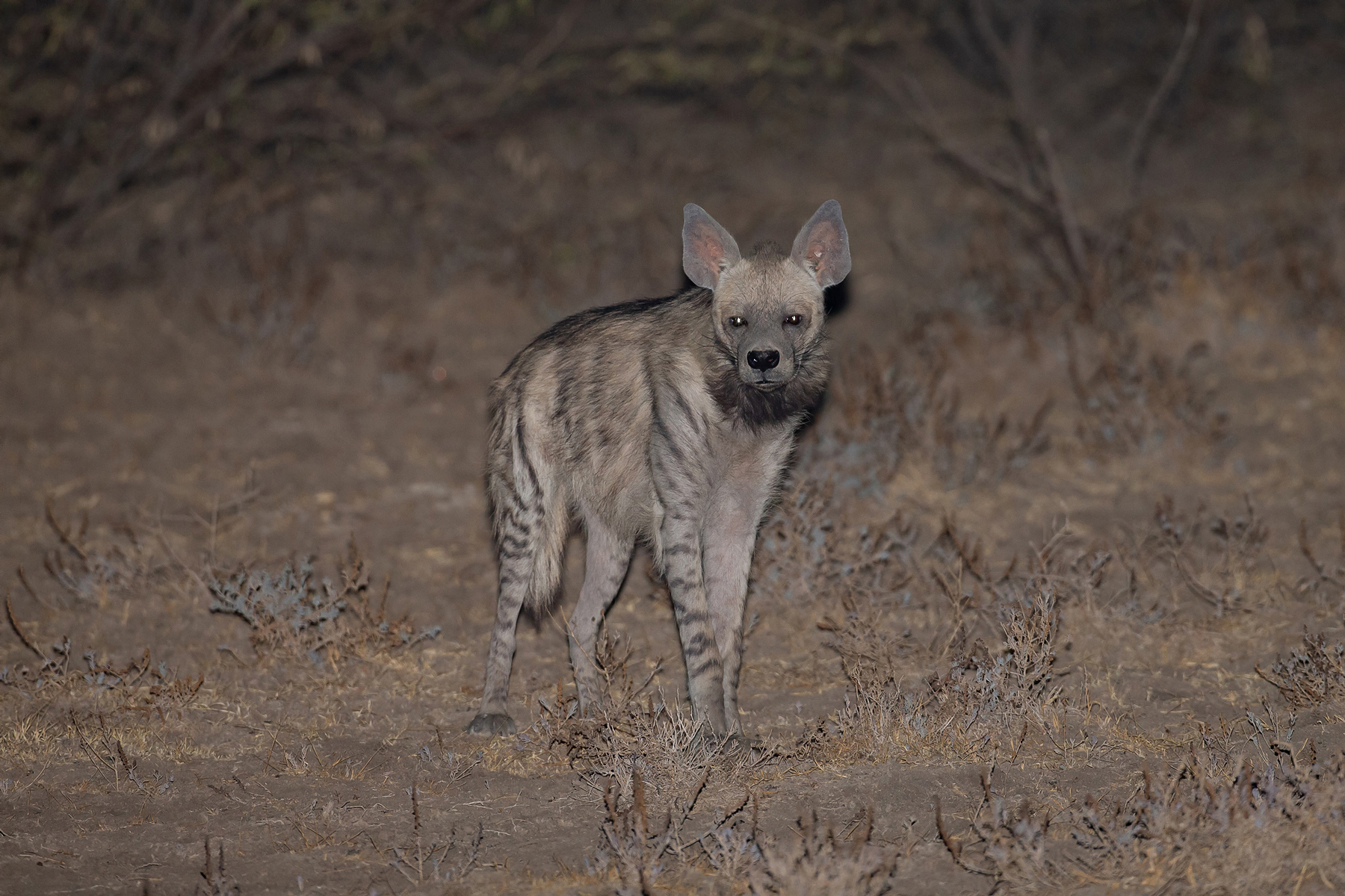 Striped Hyenas in Gujarat, India - Wildlife Photography - Wild Images Striped Hyenas in Gujarat, India - Wildlife Photography - Wild Images