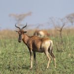 The endangered Swayne's Hartebeest, one of the rarest African mammals, on our Ethiopia wildlife photography tour (image by Mark Beaman)