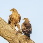 A pair of Tawny Eagles on our Ethiopia wildlife photography tour (image by Mark Beaman)
