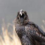 A Thick-billed Raven lets me know what it thinks of me (image by Mark Beaman)