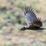 The endemic Thick-billed Raven is an impressive bird of the Ethiopian highlands (image by Mark Beaman)