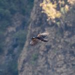 Thick-billed Ravens often soar out over the precipitous Simien escarpment of Ethiopia (image by Mark Beaman)