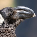 Thick-billed Raven portrait on our Ethiopia wildlife photography tour (image by Mark Beaman)