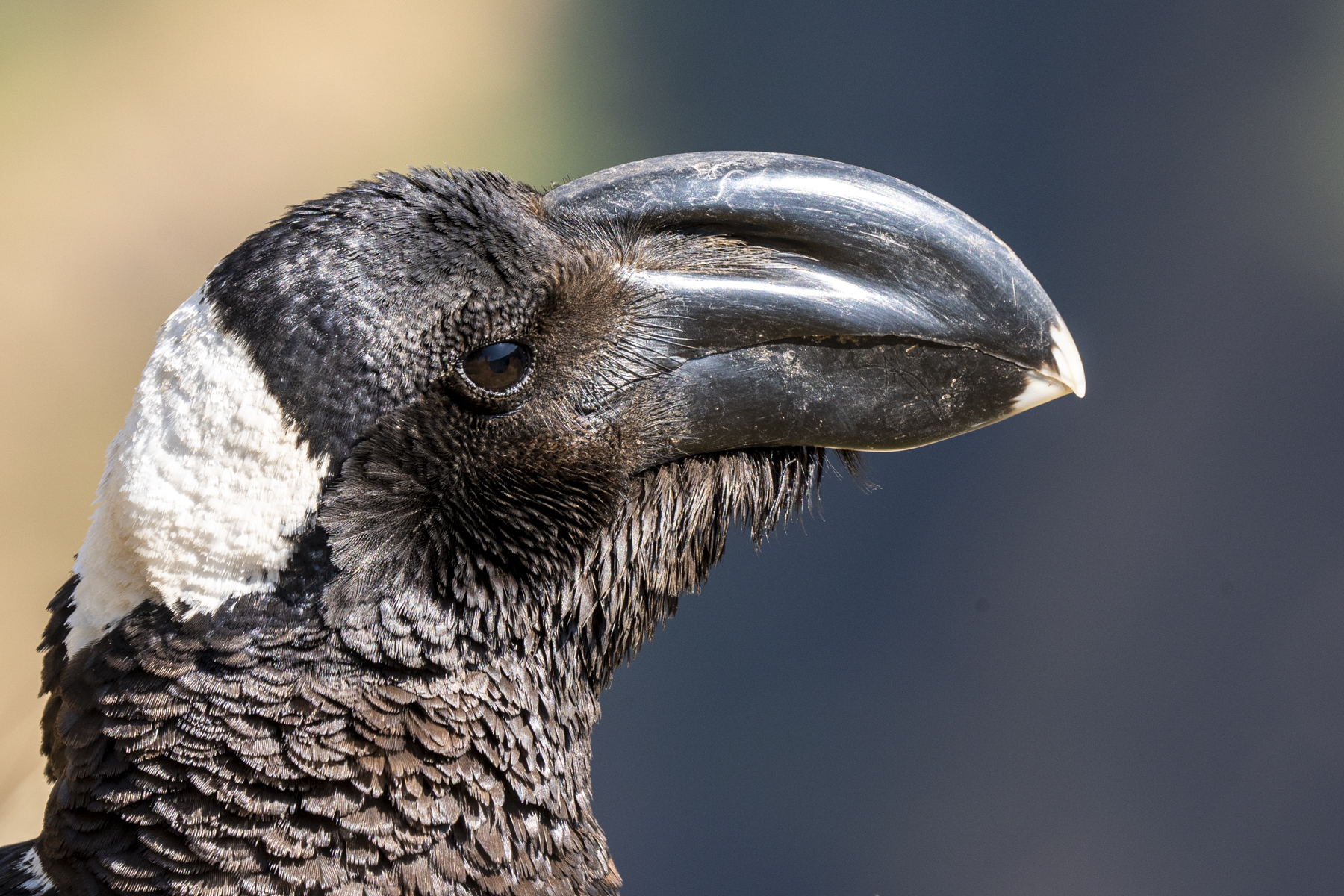 Thick-billed Raven portrait on our Ethiopia wildlife photography tour (image by Mark Beaman)