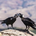 Thick-billed Ravens are very sociable birds (image by Mark Beaman)