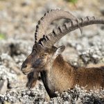 The endangered Wahlia Ibex, endemic to Ethiopia's Simien Mountains (image by Mark Beaman)