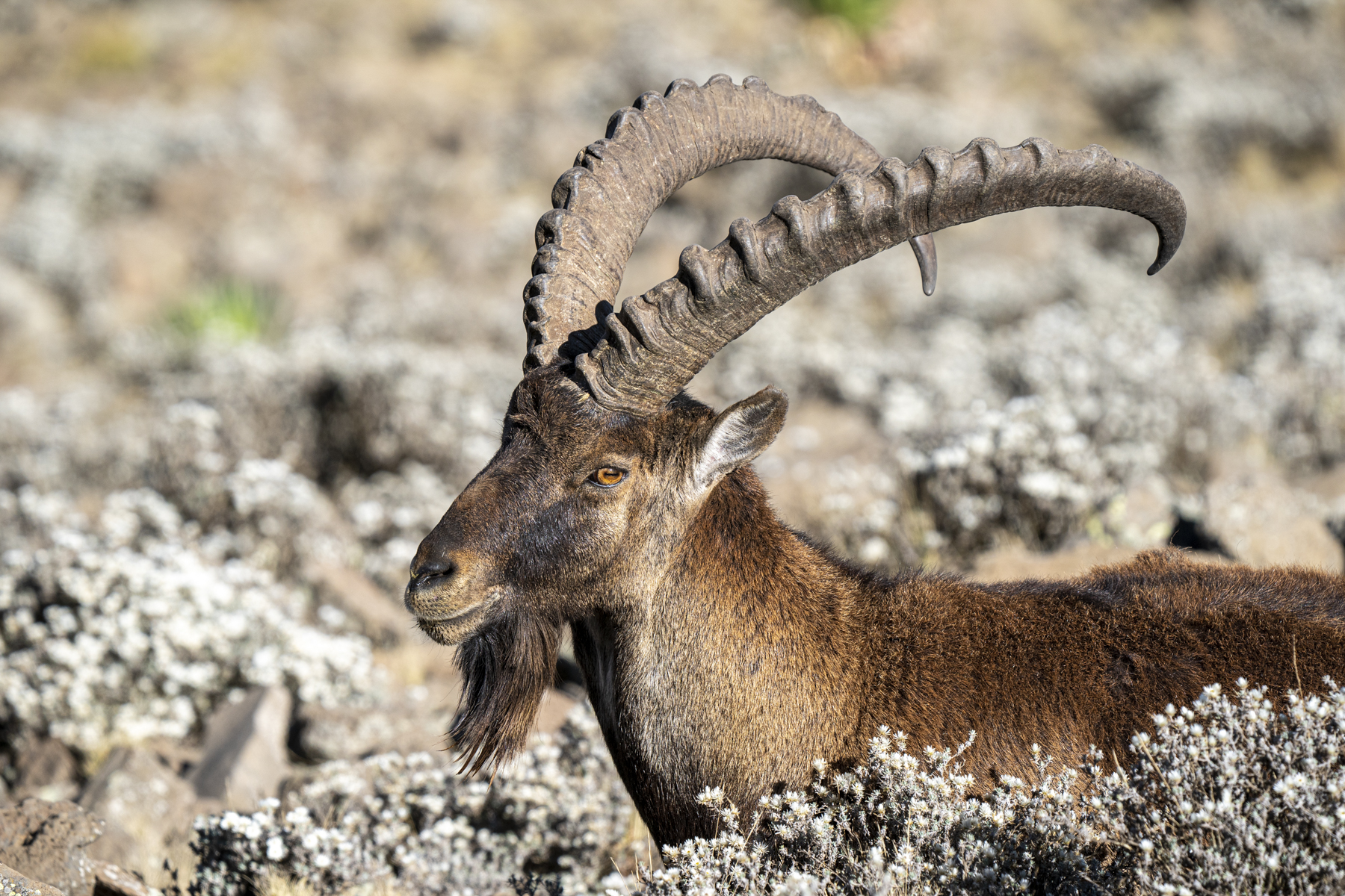 The endangered Wahlia Ibex, endemic to Ethiopia's Simien Mountains (image by Mark Beaman)