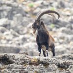 Wahlia Ibex on our Ethiopia wildlife photography tour (image by Mark Beaman)