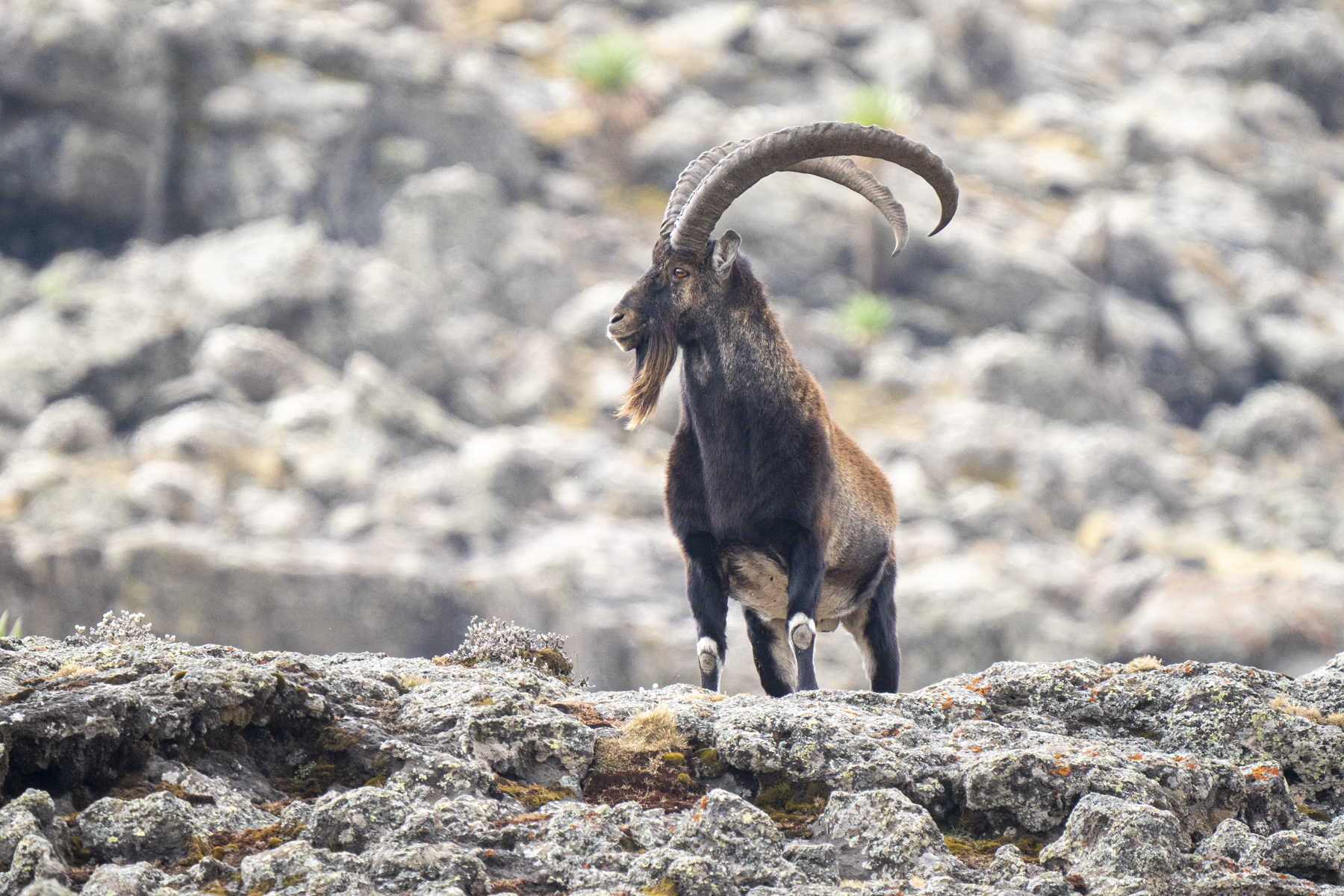 Wahlia Ibex on our Ethiopia wildlife photography tour (image by Mark Beaman)