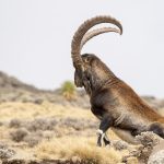 A huge Wahlia Ibex male gets up after a rest (image by Mark Beaman)