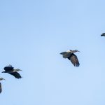 Wattled Ibises on our Ethiopia wildlife photography tour (image by Mark Beaman)