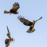 Yellow-billed Kites over Harar, Ethiopia; the one at the lower left got the piece of meat! (image by Mark Beaman)