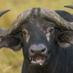 An African Buffalo chewing the cud (image by Mark Beaman)