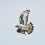 African Hawk-Eagle (image by Mark Beaman)