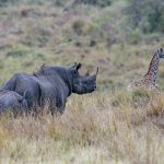 A female and calf Black Rhinoceros, with attendant Red-billed Oxpeckers, watch as a baby Giraffe ambles past (image by Mark Beaman)