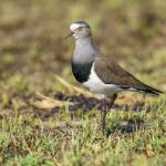 Black-winged Lapwing, a typical denizen of the Mara plains (image by Mark Beaman)