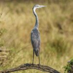 Black-headed Heron (image by Mark Beaman)