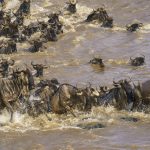 Made it! Wildebeest scramble up onto the rocks after a Mara crossing (image by Mark Beaman)
