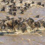 Made it! Wildebeest scramble up onto the rocks after a Mara crossing (image by Mark Beaman)
