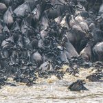 A sea of horns as the Blue Wildebeest try to climb the steep banks of the Mara (image by Mark Beaman)