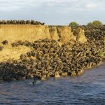 Wildebeest flow down to the shoreline at Entim on the Mara River (image by Mark Beaman)