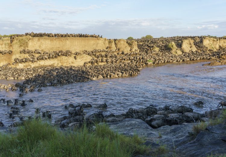 The huge wildebeest crossing at Entim on 20 August 2020 (image by Mark Beaman)