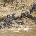 Here we go... Wildebeest at a crossing (image by Mark Beaman)