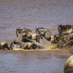 Blue Wildebeest jumping into the Mara River (image by Mark Beaman)