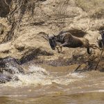 Blue Wildebeest crossing the Mara River (image by Mark Beaman)