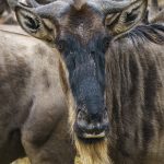 Blue Wildebeest or Brindled Gnu (image by Mark Beaman)