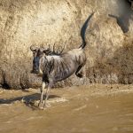 A Blue Wildebeest leaping into the Mara River (image by Mark Beaman)