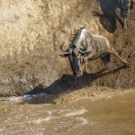 Jump for your life! A wildebeest takes the plunge at the Mara River (image by Mark Beaman)
