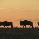 Blue Wildebeest at sunrise during our Maasai Mara, Kenya photography tour (image by Mark Beaman)