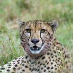 Cheetah (male) (image by Mark Beaman)