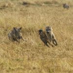 Don't try chasing me you mangy hyena! (image by Mark Beaman)