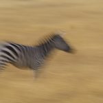 Zebra blur (image by Mark Beaman)
