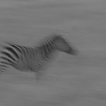 Zebra blur (image by Mark Beaman)
