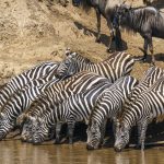 No room at the river: Common Zebras drink before a crossing (image by Mark Beaman)