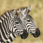 Common Zebra duo on our Maasai Mara, Kenya photography tour (image by Mark Beaman)