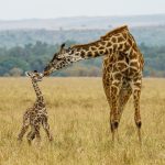 Time for a wash, baby (image by Mark Beaman)