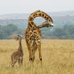 Masai Giraffe and very young youngster during our Maasai Mara, Kenya photography tour (image by Mark Beaman)