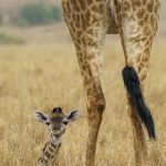 Just two days old and I have lost Mummy already! (image by Mark Beaman)