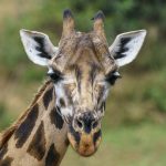 Rothschild's Giraffe (image by Mark Beaman)
