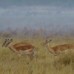Impalas in the soft early morning light (image by Mark Beaman)