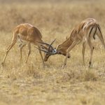 Impalas rutting (image by Mark Beaman)